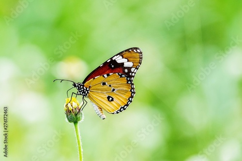 Thai butterfly in pasture flowers Insect outdoor nature © Kitichai