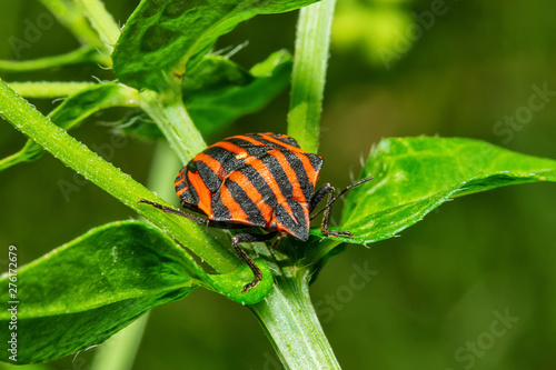 Red and black Italian Striped Beetle or Minstrel Bug (Graphosoma lineatum). Stinky bug on the leaf.