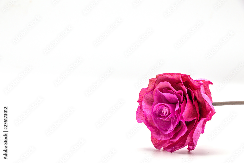 Dried pink rose flower isolate on white background. Dried pink rose flower isolate on white background.