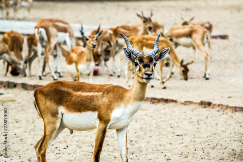 Beautiful wild animal Blackbuck deer (Antilope cervicapra) or Indian antelope in Lal Suhanra National Park Safari Park, Bahawalpur, Pakistan