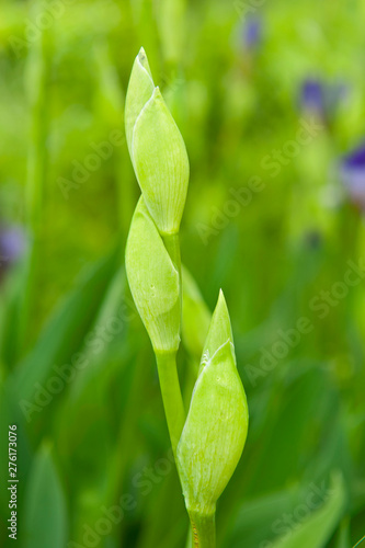 Wallpaper Mural Purple Japanese Iris flowers in the garden. Torontodigital.ca