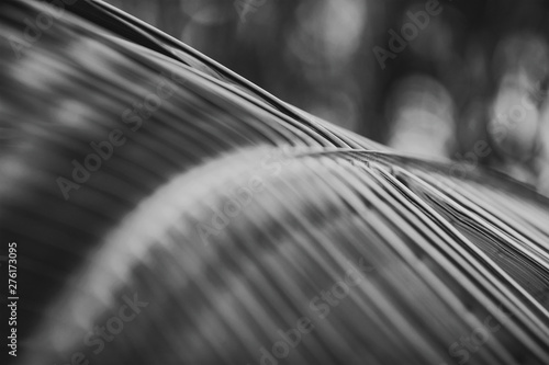Palm tree leaves