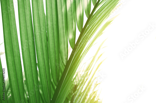 green leaves of palm tree   light green tropical jungle palm foliage  nypa fruticans leaves on white sky
