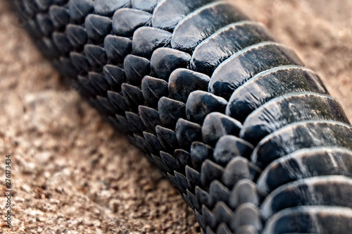 Viper skin.View of the belly below.Bending snake body with scales in high magnification.