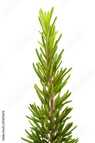 young rosemary branch