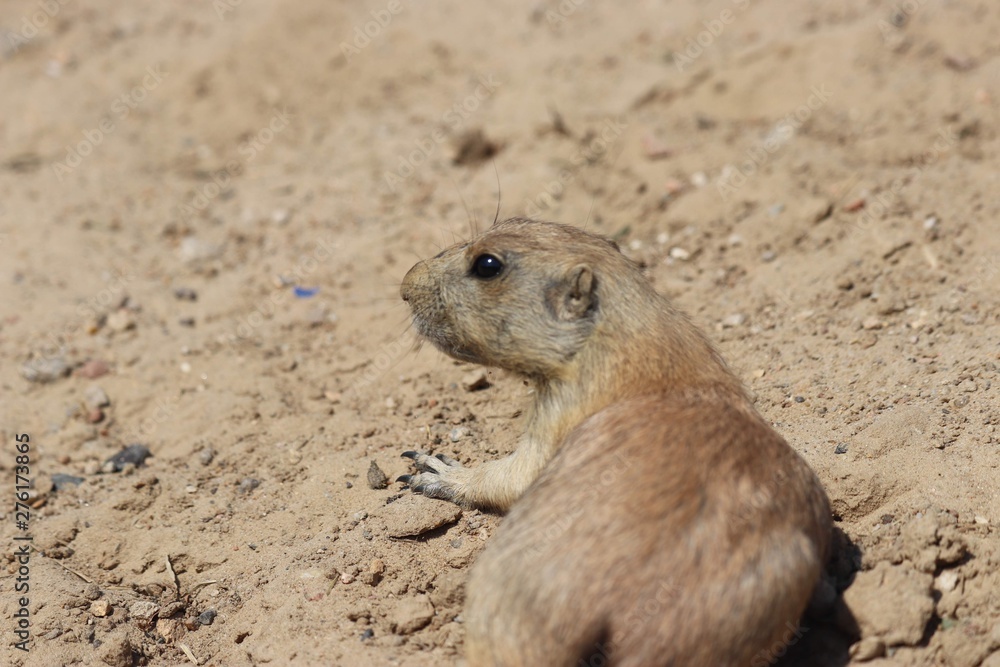 prairie dog at the zoo prairie dog at the zoo