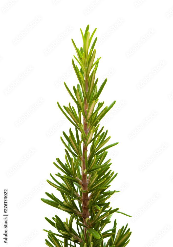 Fototapeta premium young rosemary branch