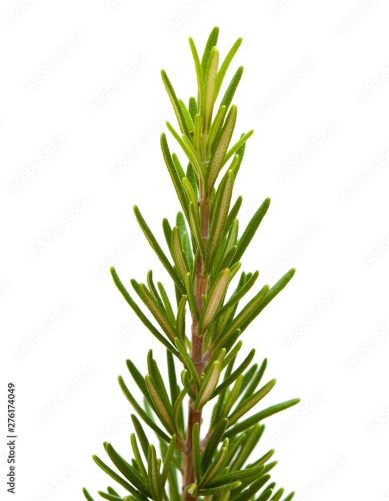 young rosemary branch young rosemary branch