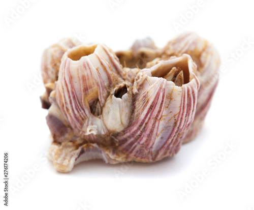 dry barnacles shells