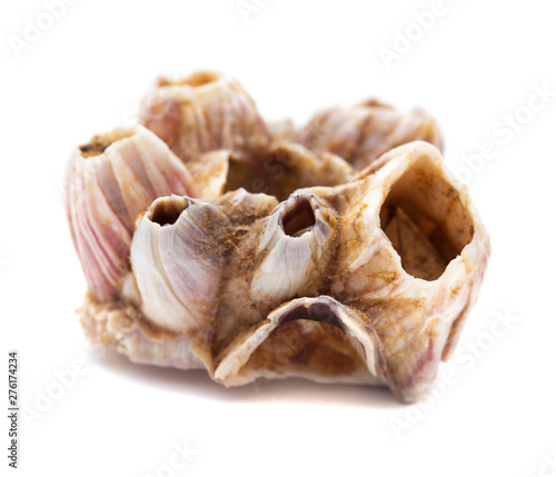dry barnacles shells photo