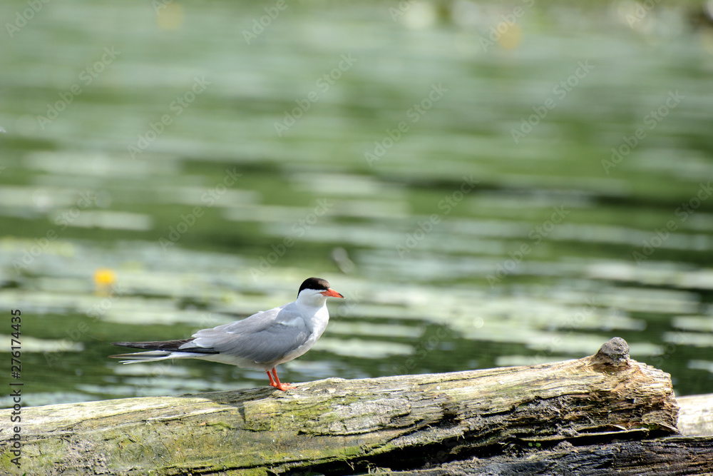Obraz premium seagull, bird, nature, bay, lake, river, stump, sunken tree, tree trunk, blurred background, watch, day, morning, dawn, fly, hunt, protect the environment, wildlife, animal, gull, sea, water, white, b