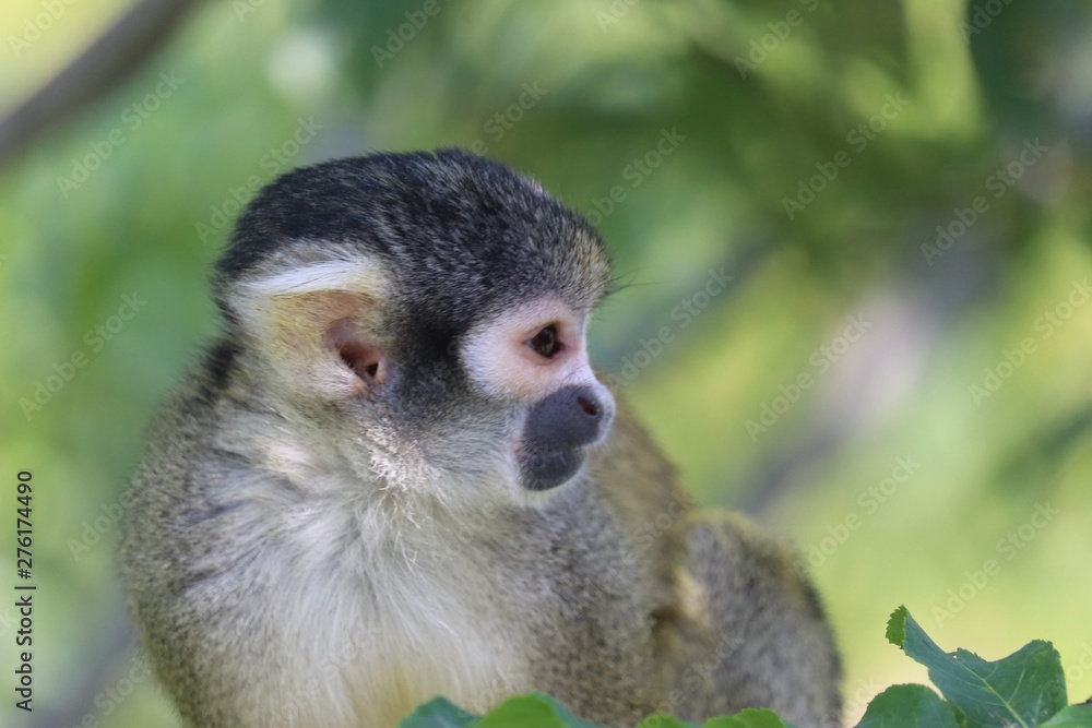 Monkey at the zoo Monkey at the zoo