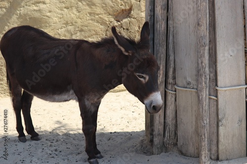 donkey at farm