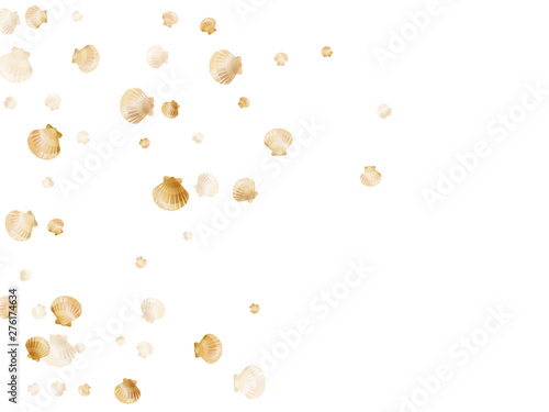 Exotic scallop, bivalve pearl shell, marine mollusk isolated on white wild life nature background. 