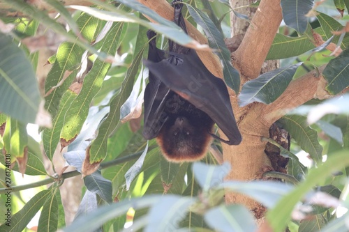 Rodrigues flying fox 
