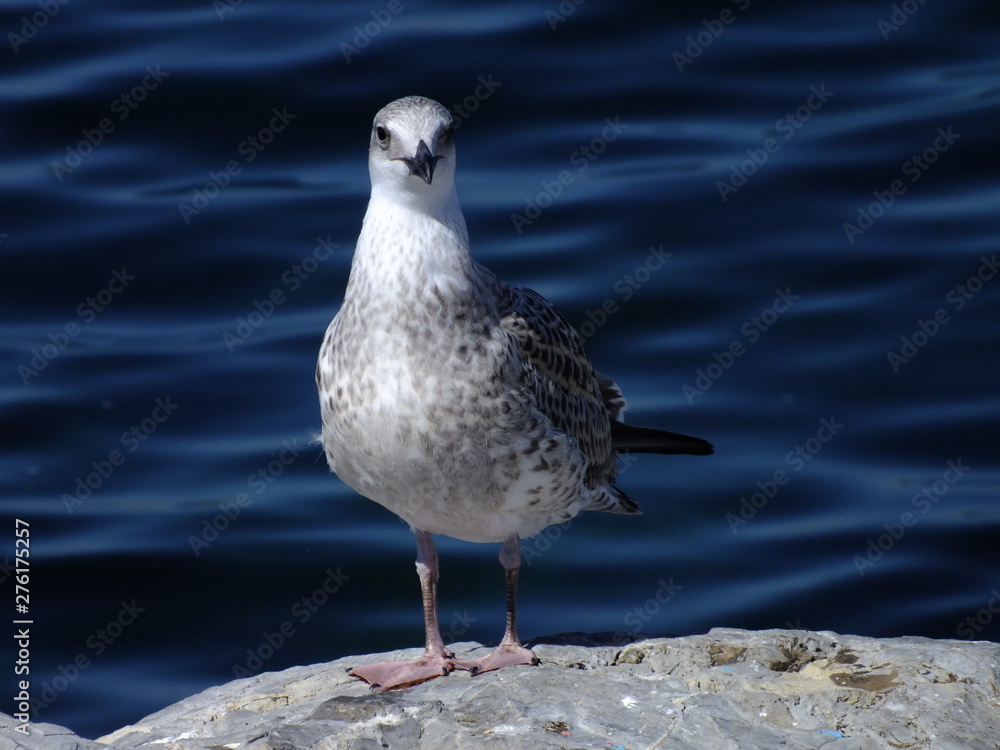 seagull on beach seagull on beach