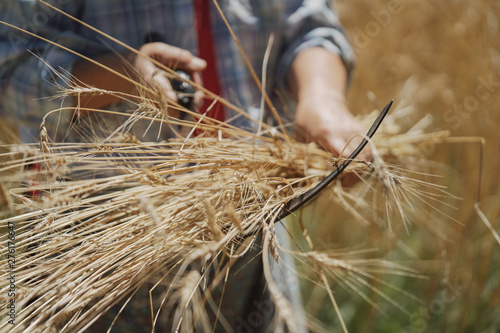 wheat harvest