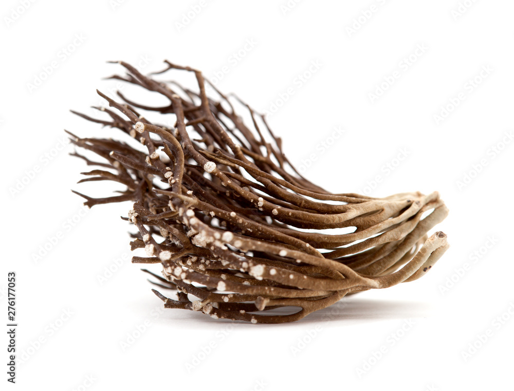 Roccella canariensis isolated Roccella canariensis isolated