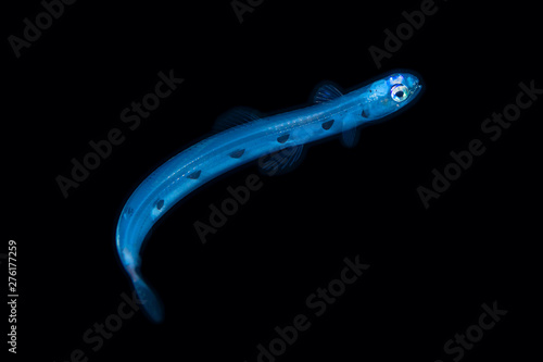 Lizardfish larva during a blackwater dive off the coast of Kailua-Kona, Hawaii
