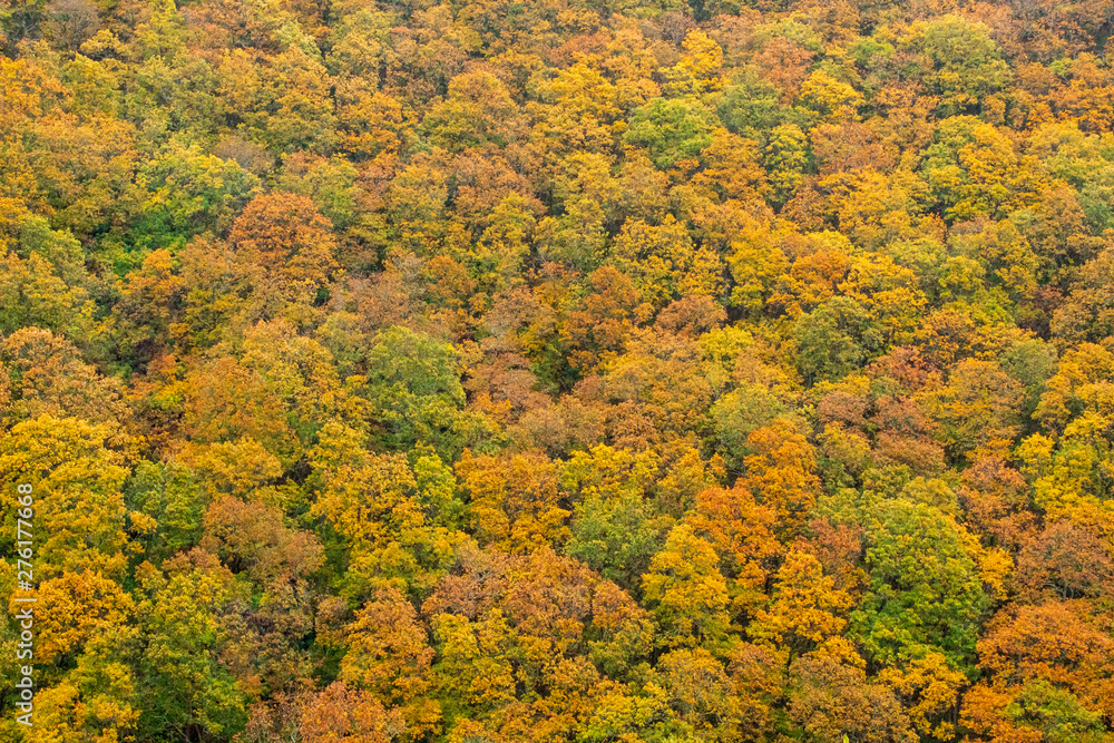 A Pattern of Autumn Colour in a Forest