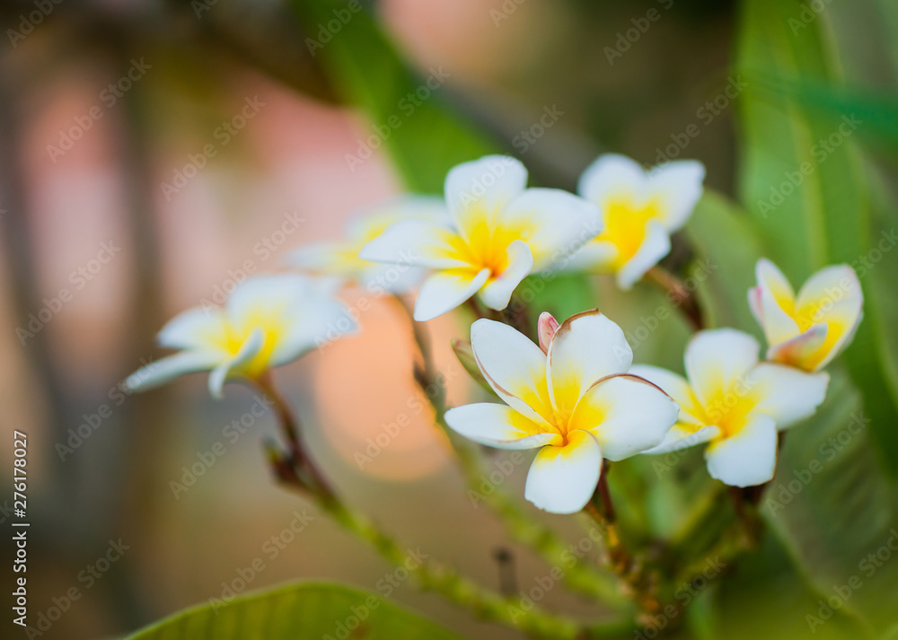 beautiful exotic flowers in garden sunset light beautiful exotic flowers in garden sunset light