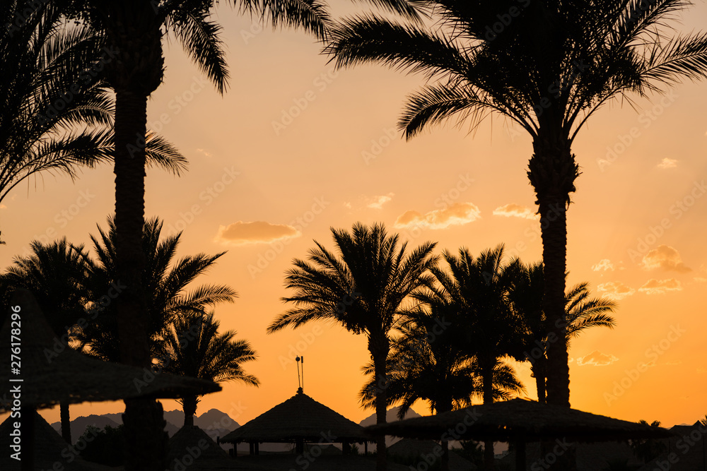Obraz premium palm trees silhouettes at summer sunset beach