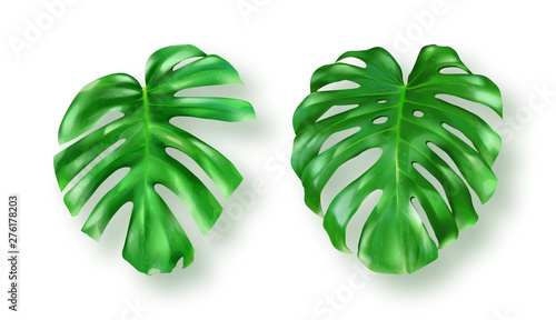 Tropical green monstera leaves on white background vector set
