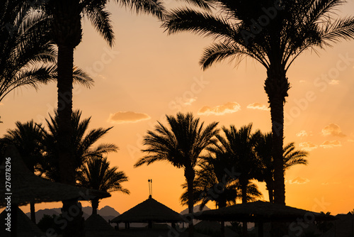palm trees silhouettes at summer sunset beach