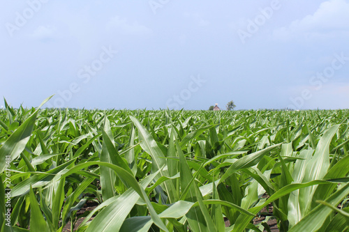 Corn Field with Crib in Background