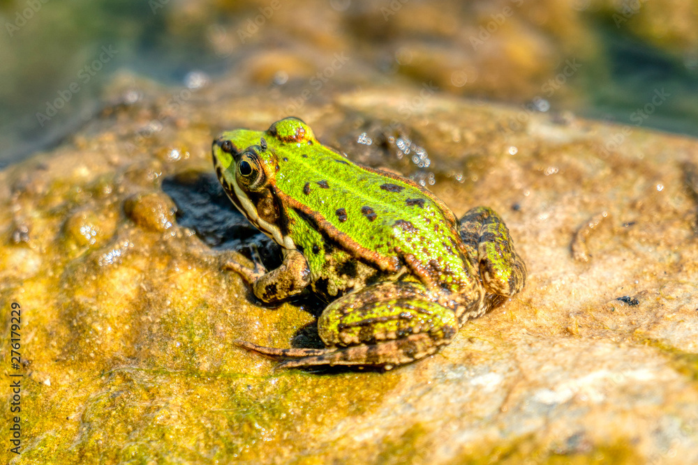 Rana esculenta- common water frog sunbathing on a stone in a lake Rana esculenta- common water frog sunbathing on a stone in a lake