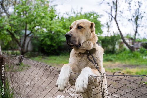 Curious dog looks over the garden fence photo