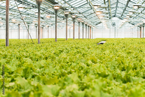 Fotografie Industrial production of lettuce and greens