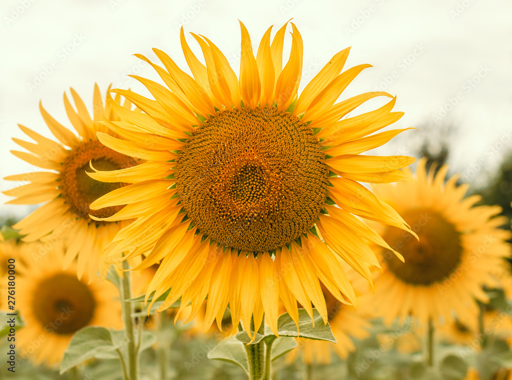 Obraz premium yellow sunflowers on the field in summer closeup
