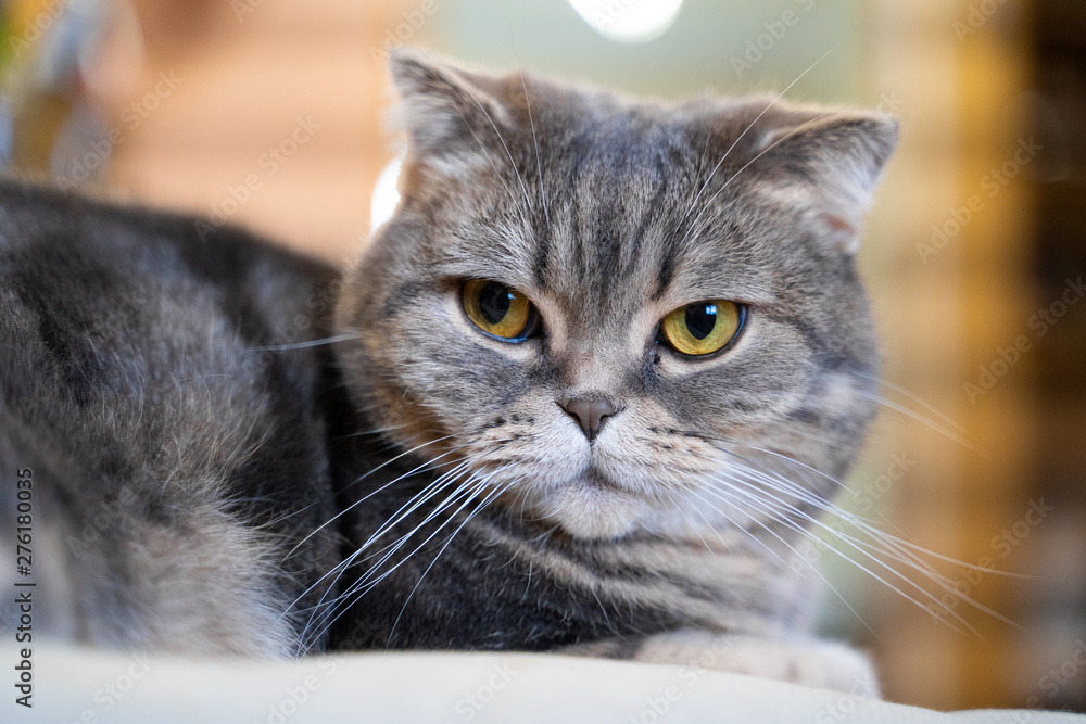 Lovable scottish fold cat. Sitting at home, looking at the camera