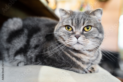 Lovable scottish fold cat. Sitting at home, looking at the camera