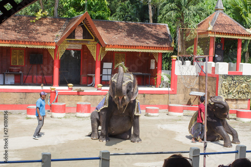 Cute elephant cute With a man, Phuket Thailand January 27, 2017