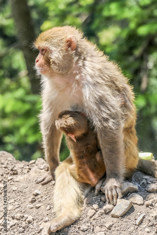 Snow Monkey between mountains 