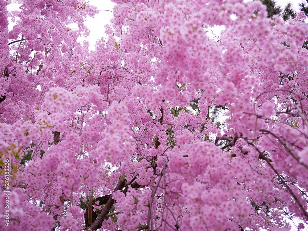 Sakura Flower Background in Japan