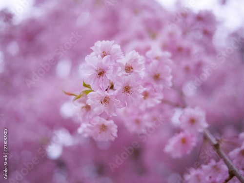 Sakura Flower Background in Japan © Best Stocker