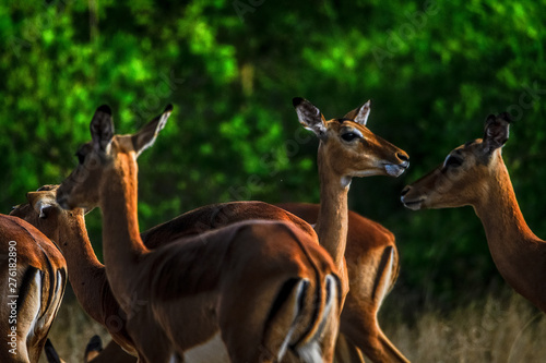 Impalas im Liwonde Nationalpark
