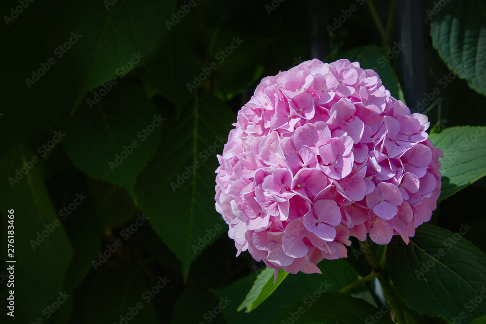 Pink and lilac Hydrangea flower (Hydrangea macrophylla)  blooming in spring and summer in a garden. Hydrangea macrophylla - Beautiful bush of hortensia flowers