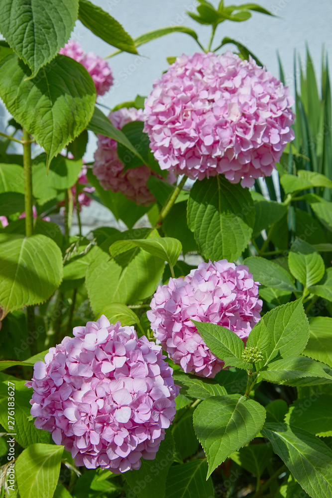 Pink and lilac Hydrangea flower (Hydrangea macrophylla) blooming in spring and summer in a garden. Hydrangea macrophylla - Beautiful bush of hortensia flowers Pink and lilac Hydrangea flower (Hydrangea macrophylla) blooming in spring and summer in a garden. Hydrangea macrophylla - Beautiful bush of hortensia flowers