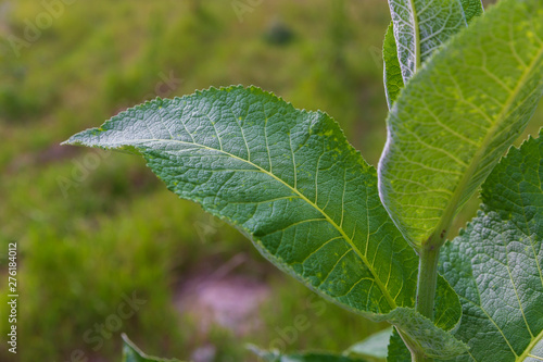 Big green leaf of a bush in...