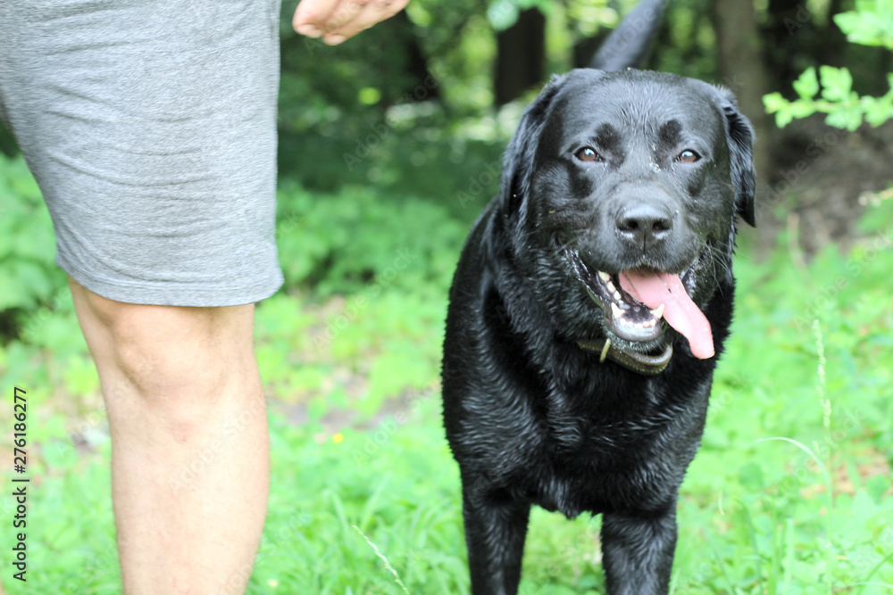 a big black dog with his tongue sticking out is standing next to a man in gray shorts a big black dog with his tongue sticking out is standing next to a man in gray shorts