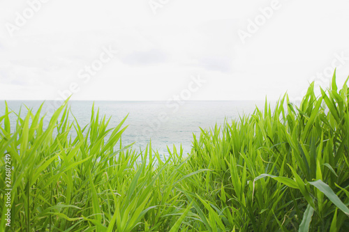 Green leaves grass texture background, nature tone white sky sea view North of the island at phuket Thailand