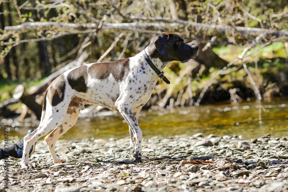 Dog english pointer