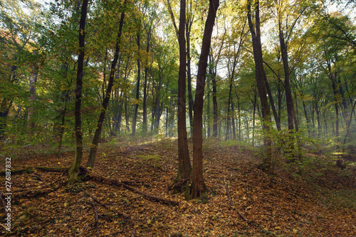 Autumn colors of the forest   landscape