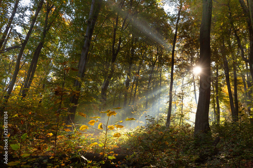 Fototapeta Naklejka Na Ścianę i Meble -  Autumn colors of the forest / mourning sun / landscape