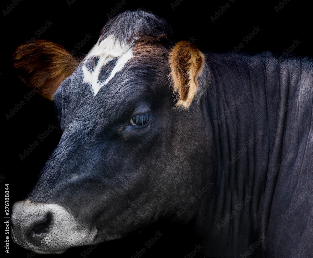 A close up photo of a cow - obrazy, fototapety, plakaty 