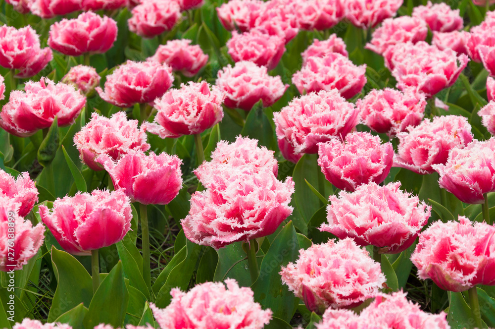 Beautiful bright pink velvet tulips with carved petals blooming in the spring park